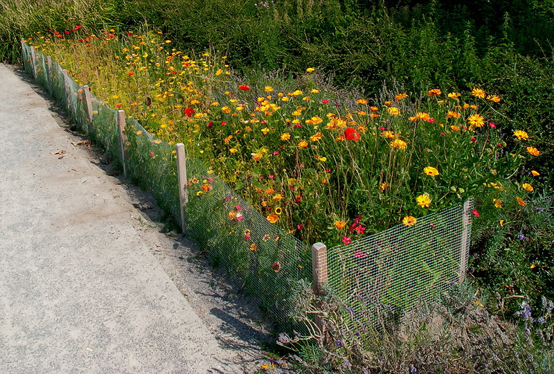 Aasee BocholtIMG_1687 als Smart-Objekt-1 Kopie.jpg - Rund um den See waren solche vor Hasen geschützte Wildblumen Beete angelegt. 